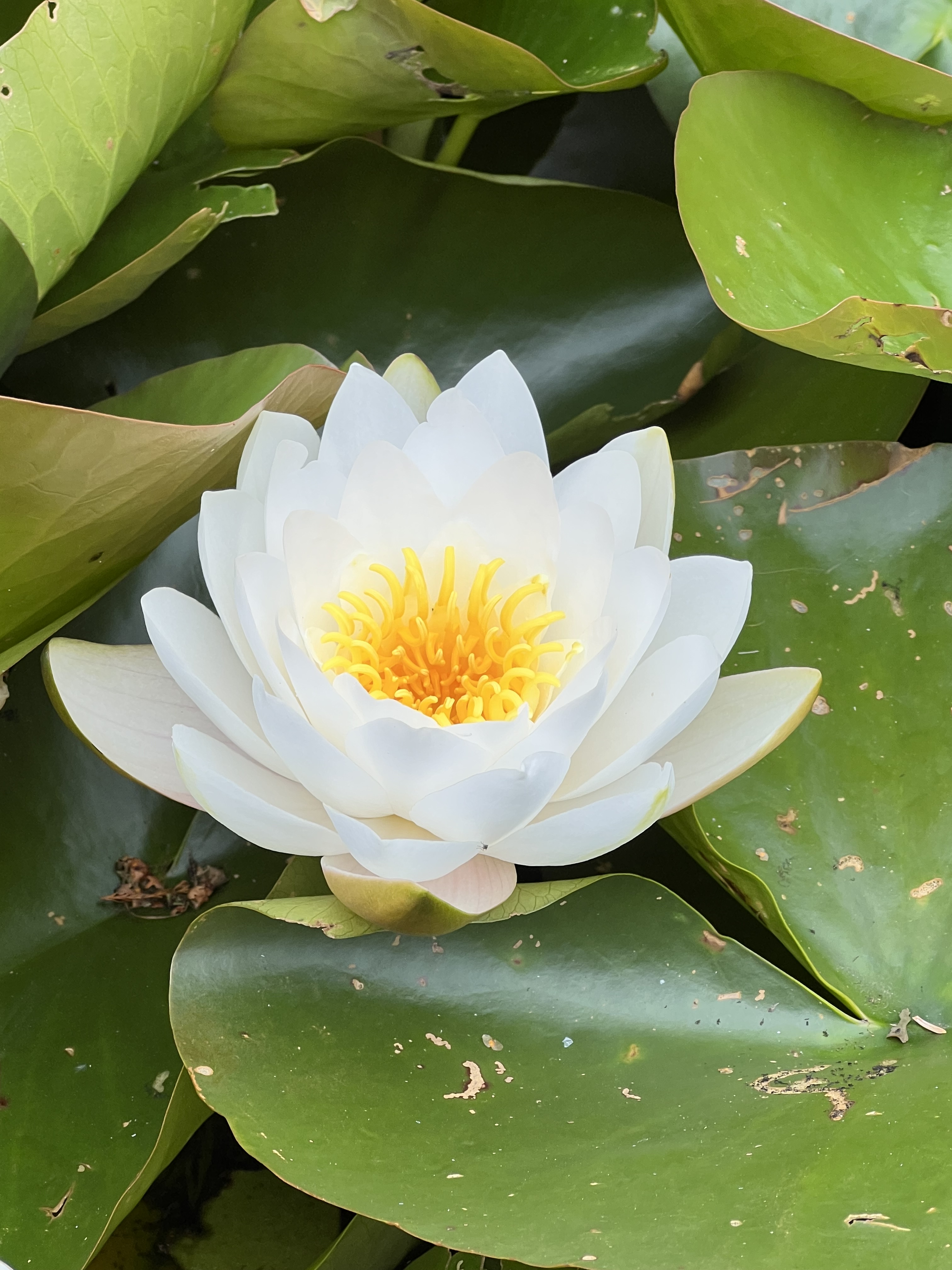 A gentle voice in your daily life